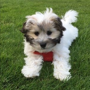 Meet your Posher, Anu